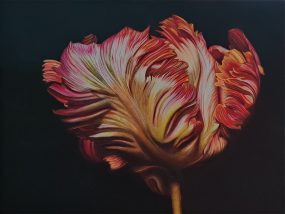 Tulp, 16x21 cm, oil/panel